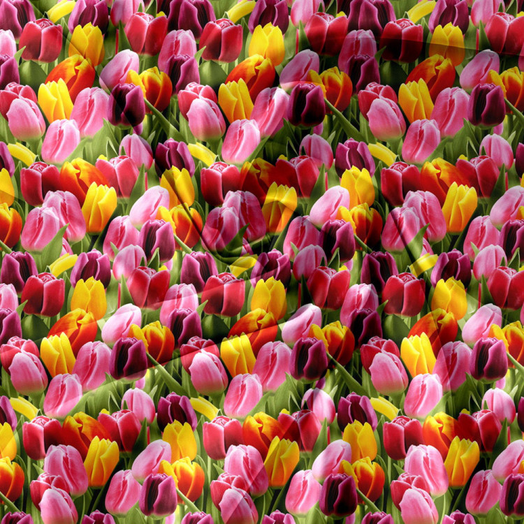 Pościel 200x220 bawełna satynowa 3D Cotton World gruba 3 części 2472 tulipany