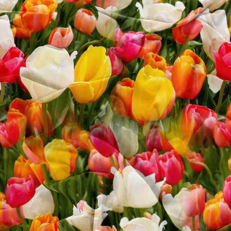Pościel 160x200 bawełna satynowa 3D Cotton World gruba 3 części 2702 tulipany